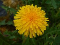 Dandelion