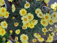 More garden flowers