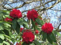 Spring 2021 Rhododendron