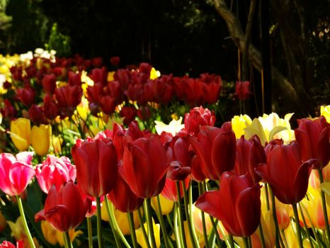 Avenue of Tulips