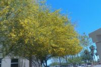 Palo Verde Tree