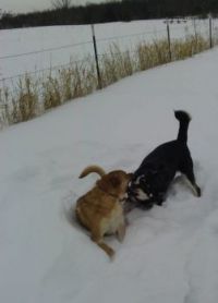wrestling in the snow