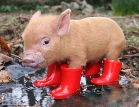 Pig N Boots
