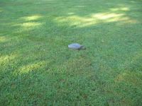Neighborhood Turtle