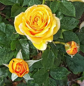 Yellow Rose and Buds