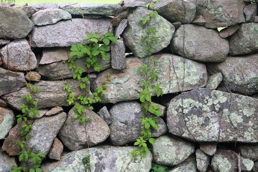 Patterns in a Stone wall with vines