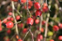 Csipkebogyó / Rose-hips