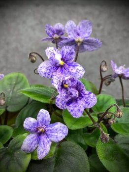 Fantasy-Blossomed African Violet