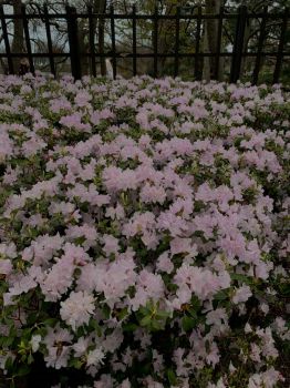 Baby Pink Flowers