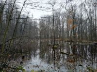 Overgrown Lake - Autumn Forest