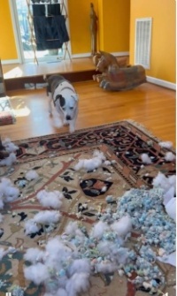 Daisy denies all culpability