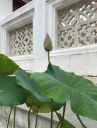 Bloom Baby! Bangkok, Thailand