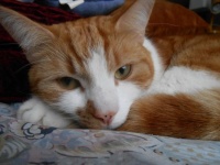 My Beautiful Cat, Jasper in 2013