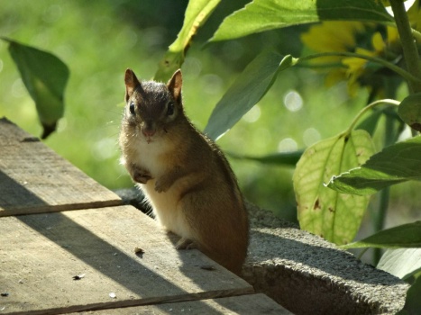 Who Me?