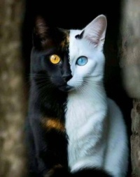 Ebony and Ivory