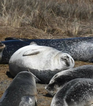 Earless Seals are sleeping,   3-18-23 (3)