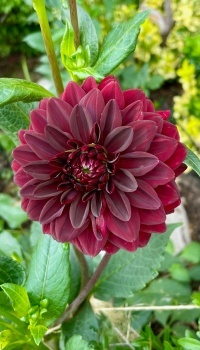 Dahlia