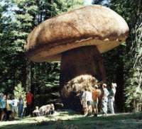 One big mushroom