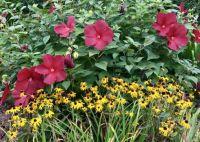 garden flowers