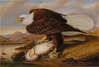 White-headed Eagle - John James Audubon