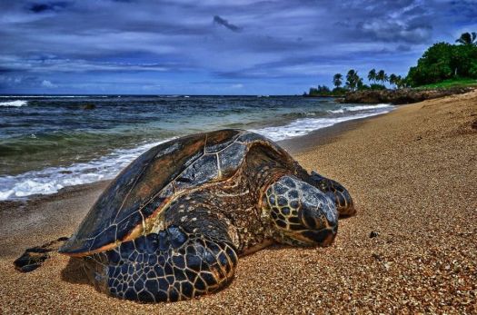 turtle on the beach