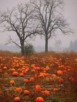Pumpkin Patch Spooky Trees