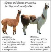 Alpacas and Llamas--What's the difference