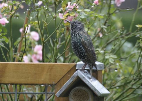 Common Starling in our garden