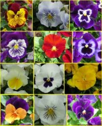12 'faces' of Pansies at the Carnival of Flowers!
