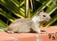 Ground Squirrel Youngster at Palomar College, San Marcos, California