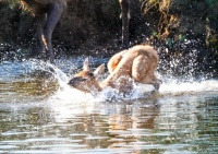 Elk Baby Takes the Plunge