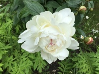 Peony
