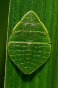 Leafhopper on leaf