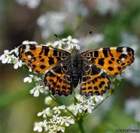 Araschnia levana