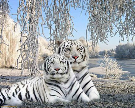 White-tigers-in-winter