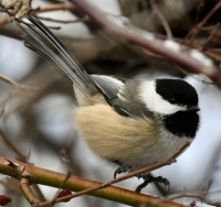 Sweet small Bird