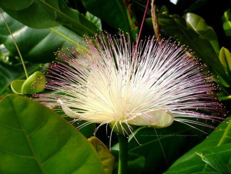 Solve Sea Poison Tree Flower Barringtonia Asiatica Jigsaw Puzzle Online With Pieces