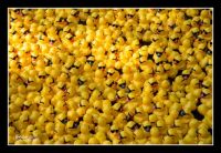Duck Race   if you want a challenge size!
