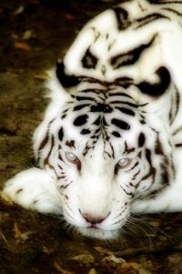 white tiger