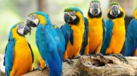 parots