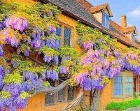 Burton-on-the-Water House covered in Wisteriar