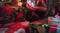 Kitty Christmas Hide Out