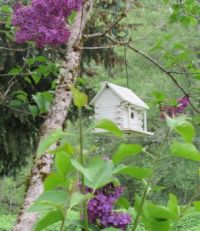 BIRD HOUSE IN THE LILAC TREE