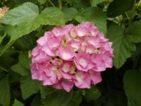 First Hydrangea-blossom f❀r Belle