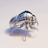 Silver Cicada shell