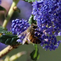 Honeybee on Ceanothus, San Dieguito County Park, Solana Beach, California