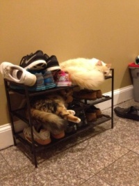 Cat bunk bed