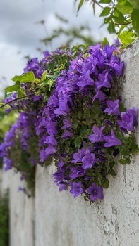 Bellflowers blossom