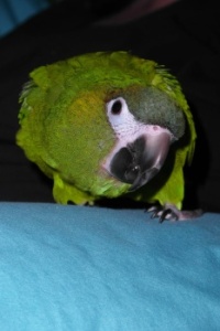 Birds #12 Mr. Pickle!