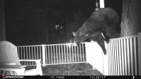 Bear jumping on porch